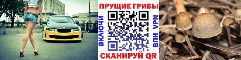 купить наркотики сайты  Сегежа  Галлюциногенные грибы прущие грибы 